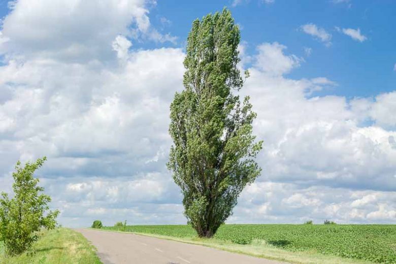 Populus nigra 'Italica', Lombardy Poplar, Italian Poplar, Lady Poplar, Deciduous Tree, Fall Color