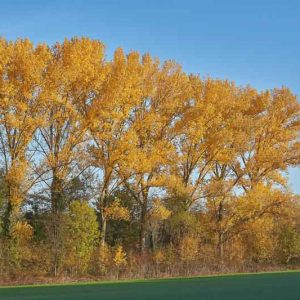 Populus tremula, Aspen, European Aspen, Asp, Haps Tree, Quaking Aspen, Trembling Tree, Deciduous Tree, Fall Color