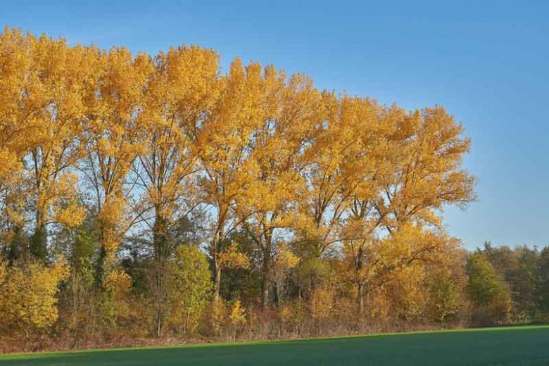 Populus tremula, Aspen, European Aspen, Asp, Haps Tree, Quaking Aspen, Trembling Tree, Deciduous Tree, Fall Color