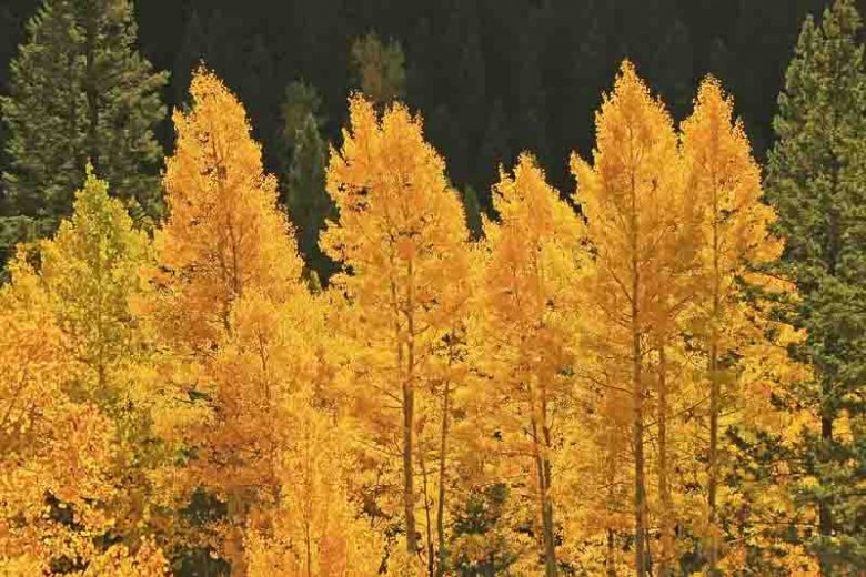 Populus tremuloides, American Aspen, Quaking Aspen, Golden Aspen, Trembling Aspen, Mountain Aspen, Aspen, Trembling Poplar, Alamo Blanco, Deciduous Tree, Fall Color
