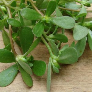 Portulaca oleracea, Purslane, Garden Purslane, Little Hogweed, Pusley, Wild Portulaca, Pourpier, Verdolaga, Annuals, Vegetables, Weeds