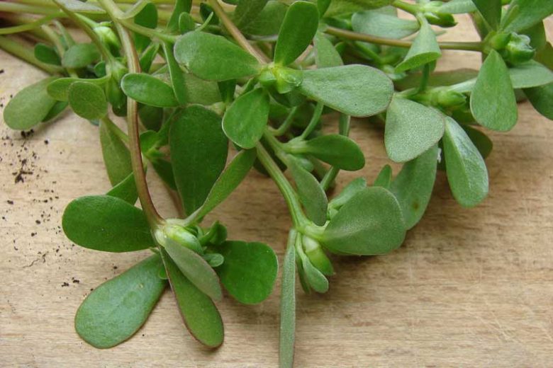 Portulaca oleracea, Purslane, Garden Purslane, Little Hogweed, Pusley, Wild Portulaca, Pourpier, Verdolaga, Annuals, Vegetables, Weeds