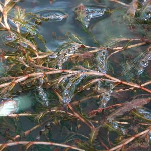 Potamogeton crispus, Curled Pondweed, Curly Pondweed, Water Calthrops, Submerged Plant, Aquatic Plant, Pond Plant