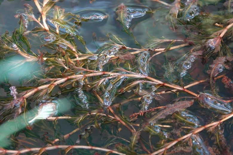 Potamogeton crispus, Curled Pondweed, Curly Pondweed, Water Calthrops, Submerged Plant, Aquatic Plant, Pond Plant