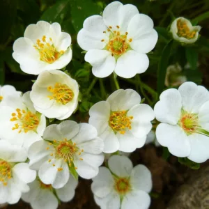 Potentilla alba, White-Flowered Cinquefoil, White Cinquefoil, White Potentilla, White Flowers