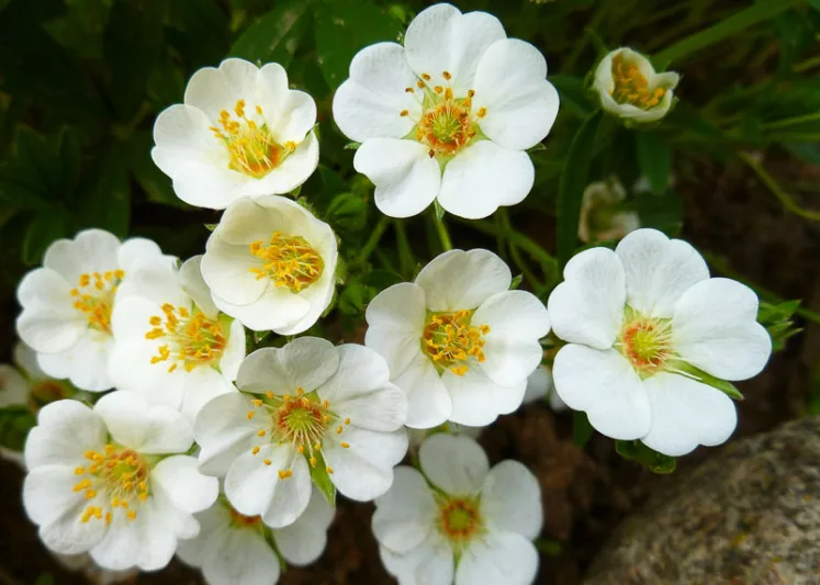 Potentilla alba, White-Flowered Cinquefoil, White Cinquefoil, White Potentilla, White Flowers