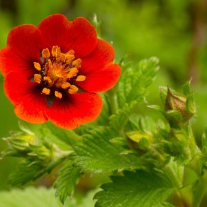 Potentilla atrosanguinea var. argyrophylla 'Scarlet Starlit', Himalayan Cinquefoil 'Scarlet Starlit', Potentilla argyrophylla 'Scarlet Starlit', Red Cinquefoil, Red Potentilla, Red Flowers