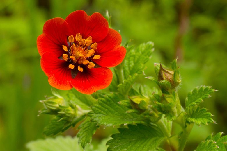 Potentilla atrosanguinea var. argyrophylla 'Scarlet Starlit', Himalayan Cinquefoil 'Scarlet Starlit', Potentilla argyrophylla 'Scarlet Starlit', Red Cinquefoil, Red Potentilla, Red Flowers