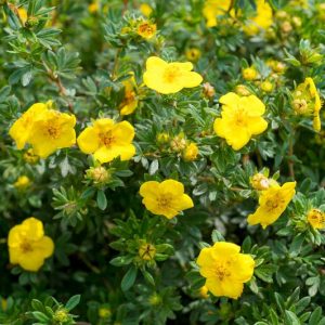Potentilla fruticosa, Shrubby Cinquefoil, Golden Hardhack, Potentilla, Dasiphora fruticosa, Yellow Potentilla, Yellow Flowers