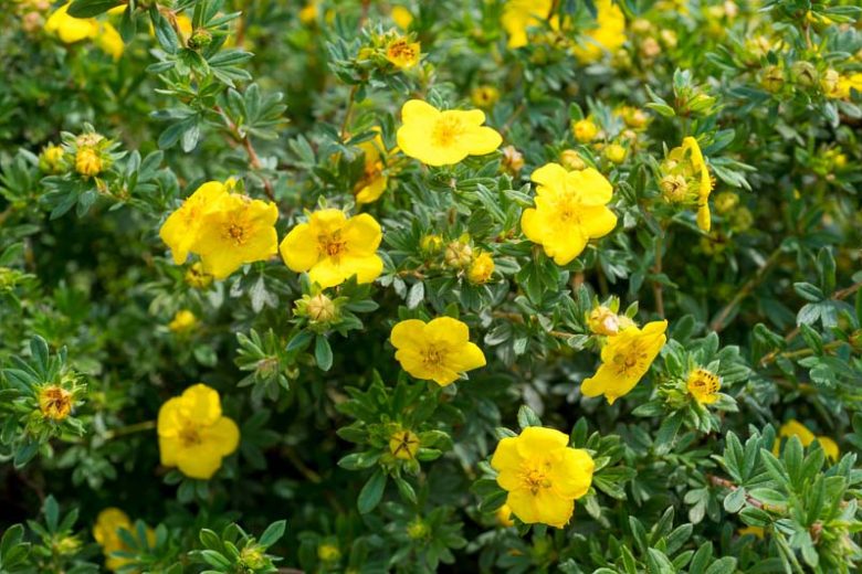 Potentilla fruticosa, Shrubby Cinquefoil, Golden Hardhack, Potentilla, Dasiphora fruticosa, Yellow Potentilla, Yellow Flowers