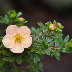 Potentilla fruticosa 'Daydawn', Shrubby Cinquefoil 'Daydawn', Cinquefoil 'Daydawn', Pink Potentilla, Pink Flowers