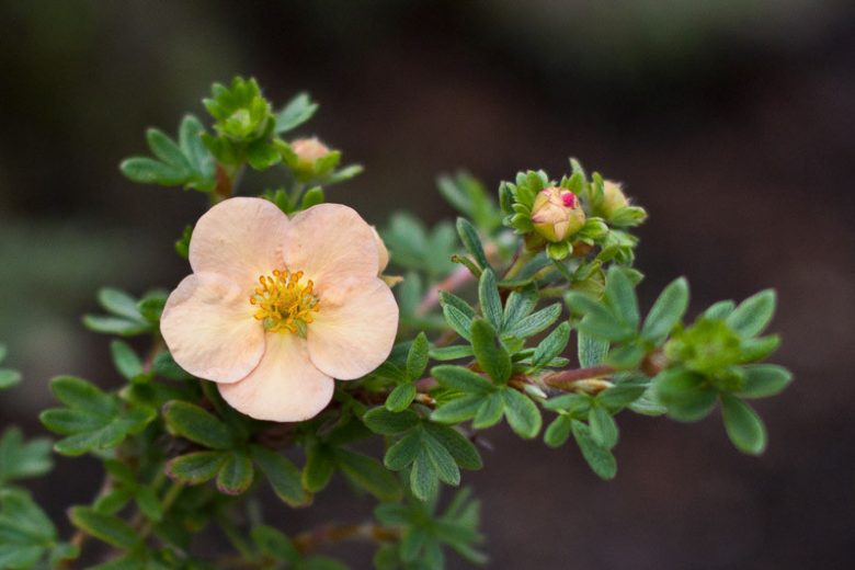 Potentilla fruticosa 'Daydawn', Shrubby Cinquefoil 'Daydawn', Cinquefoil 'Daydawn', Pink Potentilla, Pink Flowers
