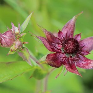 Potentilla palustris, Marsh Cinquefoil, Bog Strawberry, Cowberry Meadow Nut, Purple Marsh Locks, Purple Marshwort, Purplewort, Comarum palustre, Purple Potentilla, Purple Flowers