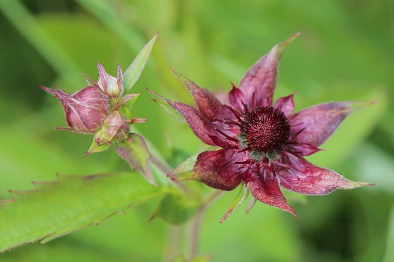 Potentilla palustris, Marsh Cinquefoil, Bog Strawberry, Cowberry Meadow Nut, Purple Marsh Locks, Purple Marshwort, Purplewort, Comarum palustre, Purple Potentilla, Purple Flowers