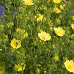 Potentilla recta 'Warrenii', Sulphur Cinquefoil 'Warrenii', Yellow Potentilla, Yellow Flowers