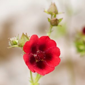 Potentilla thurberi 'Monarch's Velvet', Scarlet Cinquefoil 'Monarch's Velvet', Potentilla 'Monarch's Velvet', Red Potentilla, Red Flowers