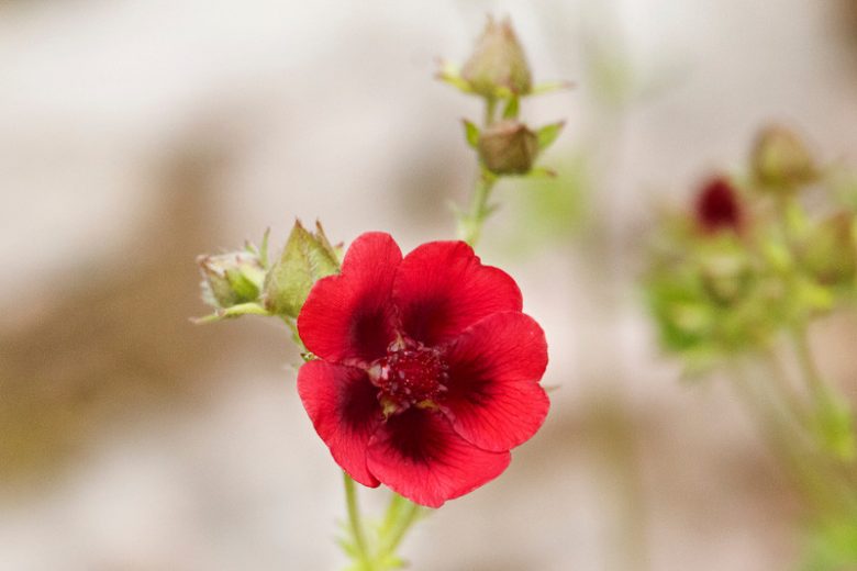 Potentilla thurberi 'Monarch's Velvet', Scarlet Cinquefoil 'Monarch's Velvet', Potentilla 'Monarch's Velvet', Red Potentilla, Red Flowers