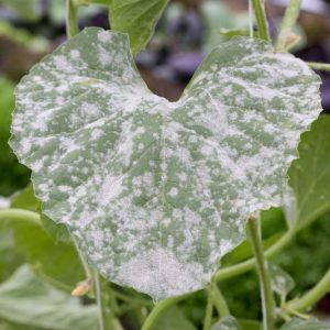 Powdery Mildew,  Identify Powdery Mildew, Prevent Powdery Mildew, Treat Powdery Mildew