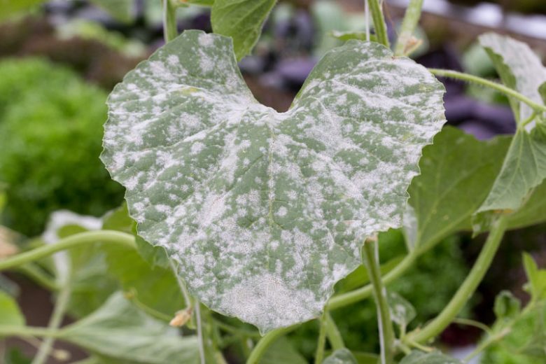 Powdery Mildew,  Identify Powdery Mildew, Prevent Powdery Mildew, Treat Powdery Mildew