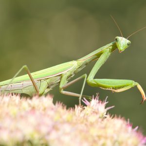 Praying Mantis,  Family Mantidae, Mantodea, Beneficial Insect
