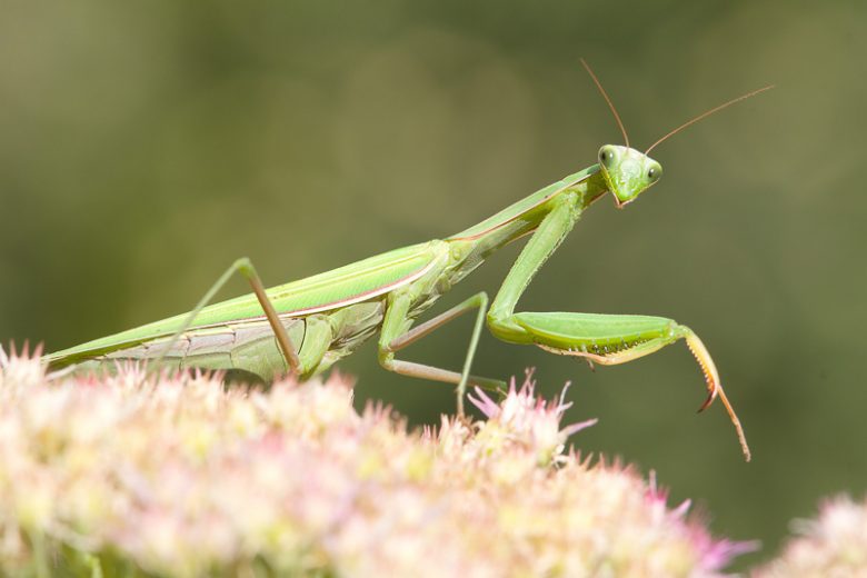 Praying Mantis,  Family Mantidae, Mantodea, Beneficial Insect