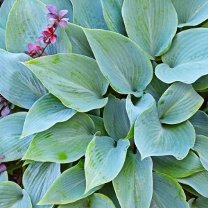 Blue Hostas, Blue Plantain Lilies, Small Hostas, Small Plantain Lilies, Dwarf Hostas, Dwarf Plantain Lilies,