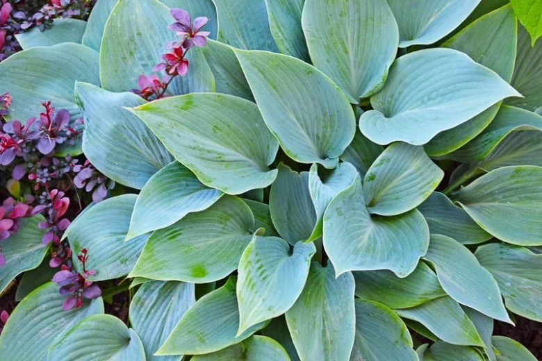 Blue Hostas, Blue Plantain Lilies, Small Hostas, Small Plantain Lilies, Dwarf Hostas, Dwarf Plantain Lilies,