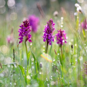 Hardy Orchids, Bog Orchids, Arethusa, Calopogon, Platantherea, Pogonia, Spiranthes