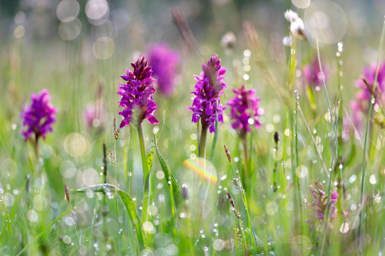 Hardy Orchids, Bog Orchids, Arethusa, Calopogon, Platantherea, Pogonia, Spiranthes