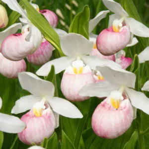 Hardy Orchids, Lady Slipper Orchids, Bletilla, Cypripedium, Calanthes, Calopogon, Dactylorhiza, Epipactis, Habenaria, Orchis, Platantherea, Pleione, Pogonia, Spiranthes