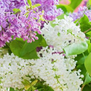 Lilacs, Small Gardens, Fragrant Shrubs, Small Shrubs, Syringa vulgaris, Common Lilac, Dwarf Lilacs, Reblooming Lilacs
