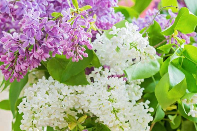 Lilacs, Small Gardens, Fragrant Shrubs, Small Shrubs, Syringa vulgaris, Common Lilac, Dwarf Lilacs, Reblooming Lilacs
