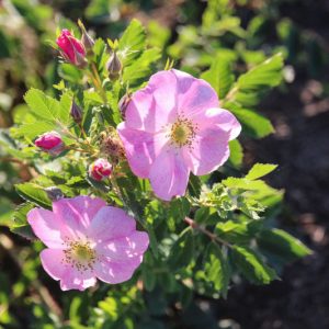 Prickly Wild Rose, Arkansas Rose, Early Wild Rose, California Wild Rose, Carolina Rose, Dwarf Rose, Small-Leaved Rose, Shining Rose, Nootka Rose, Swamp Rose, Prairie Rose, Virginia Rose, West