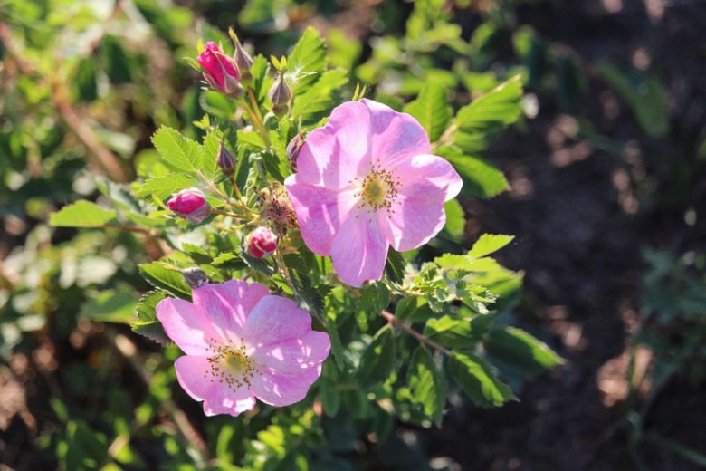 Prickly Wild Rose, Arkansas Rose, Early Wild Rose, California Wild Rose, Carolina Rose, Dwarf Rose, Small-Leaved Rose, Shining Rose, Nootka Rose, Swamp Rose, Prairie Rose, Virginia Rose, West