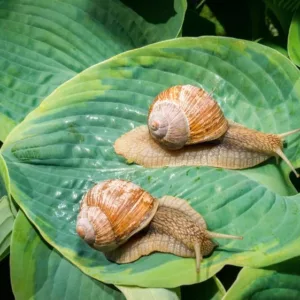Hostas, Plantain Lilies, Slugs, Snails, Damaged Hosta Leaves, Hosta Pest