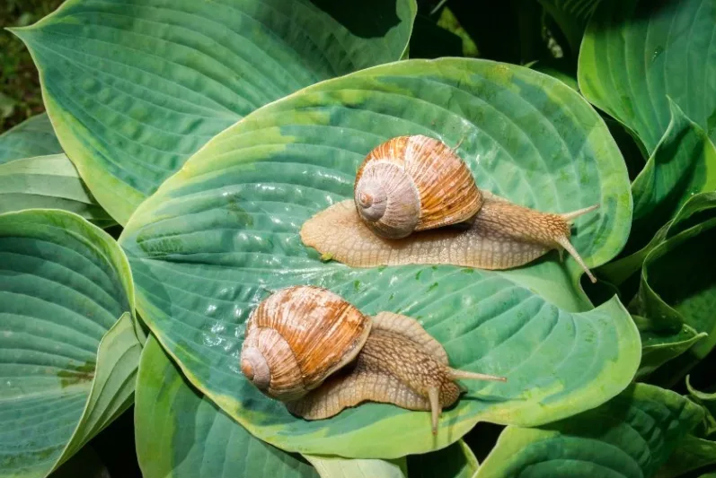 Hostas, Plantain Lilies, Slugs, Snails, Damaged Hosta Leaves, Hosta Pest