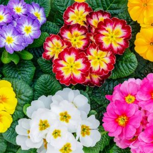 Primrose, Polyanthus primula, Double Primula, Border Auricula, Garden Auricula, Alpine Auricula, Candelabra Primula, Bog Garden Primula, Belled Primula
