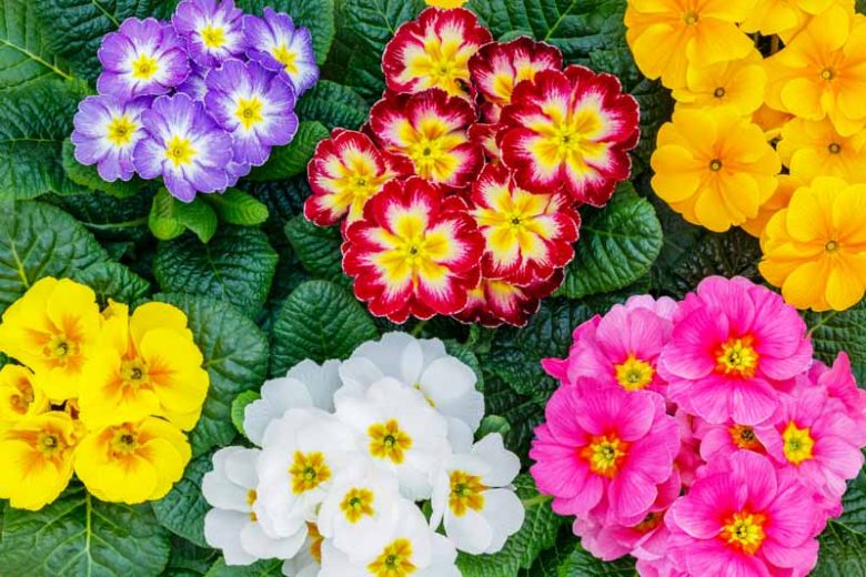Primrose, Polyanthus primula, Double Primula, Border Auricula, Garden Auricula, Alpine Auricula, Candelabra Primula, Bog Garden Primula, Belled Primula