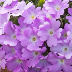 Primula allionii, Allioni's, Blue Primroses, Pink flowers, Lavender Flowers, Purple Flowers, Shade plants, shade perennial, plants for shade, plants for wet soils