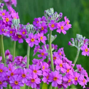 Primula Beesiana, Primrose, Candelabra Primrose, Candelabra Primula, Bee's Primrose, Shade plants, shade perennial, plants for shade, plants for wet soils