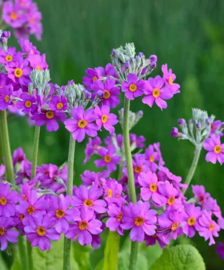 Primula Beesiana, Primrose, Candelabra Primrose, Candelabra Primula, Bee's Primrose, Shade plants, shade perennial, plants for shade, plants for wet soils