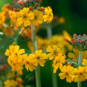 Primula Bulleyana, Primrose, Candelabra Primrose, Candelabra Primula, Bulley's Primrose, Shade plants, shade perennial, plants for shade, plants for wet soils