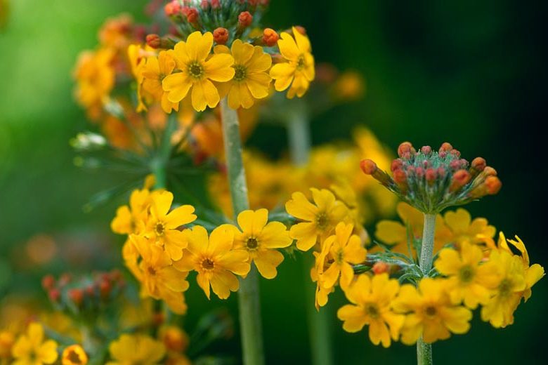 Primula Bulleyana, Primrose, Candelabra Primrose, Candelabra Primula, Bulley's Primrose, Shade plants, shade perennial, plants for shade, plants for wet soils