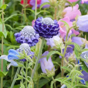 Primula capitata, Round-Headed Himalayan Primrose, Blue Primroses, Blue flowers, Shade plants, shade perennial, plants for shade, plants for wet soils