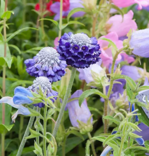 Primula capitata, Round-Headed Himalayan Primrose, Blue Primroses, Blue flowers, Shade plants, shade perennial, plants for shade, plants for wet soils