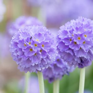 Primula Denticulata, Drumstick Primula, Tooth-Leaved Primrose, Shade plants, shade perennial, plants for shade, plants for wet soils