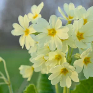 Primula elatior, Oxlip, Great cowslip, True Oxlip, Bardfield Oxlip, Shade plants, shade perennial, yellow flowers, plants for shade, deer resistant plants, deer resistant perennials