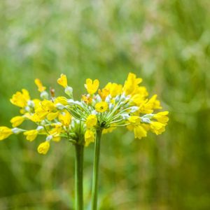 Primula Florindae, Giant Cowslip, Tibetan Cowslip, Bog Primula, Himalayan Cowslip, Tibetan Primrose, Florinda Primrose, yellow flowers, plants for shade, deer resistant plants, deer resistant perennials