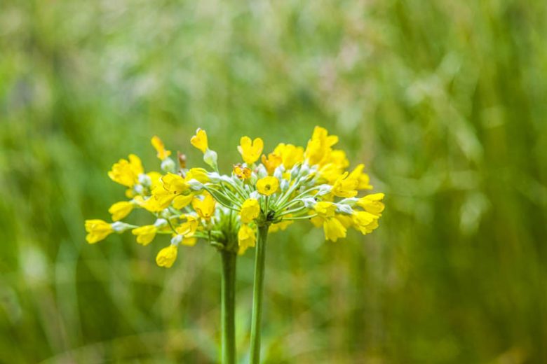 Primula Florindae, Giant Cowslip, Tibetan Cowslip, Bog Primula, Himalayan Cowslip, Tibetan Primrose, Florinda Primrose, yellow flowers, plants for shade, deer resistant plants, deer resistant perennials