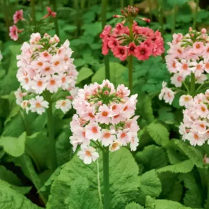 Primula Japonica 'Apple Blossom', Primrose 'Apple Blossom', Japanese Primrose 'Apple Blossom', Candelabra Primrose 'Apple Blossom', Candelabra Primula 'Apple Blossom', Shade plants, shade perennial, White primroses